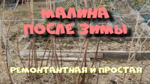 МАЛИНА ПОСЛЕ ЗИМЫ.