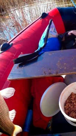 ПЕРВЫЙ КАРАСЕВИЧ! #shorts #рыбалка #fishing #рыба #fish #эдвардкосичка  #природа #nature #отдых