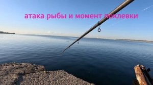 Кефаль на бомбарду