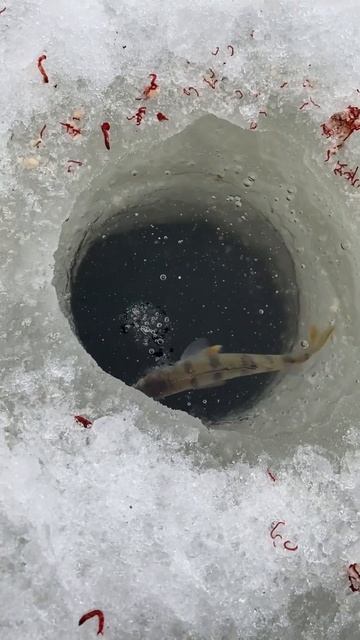 Плотва окунь уклейка на мормышку.Берегите природу.Пос смотреть онлайн