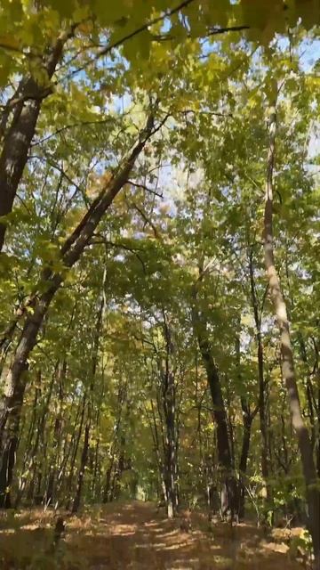 Прогулка по осеннему лесу в Самарской области🤌 смотреть онлайн