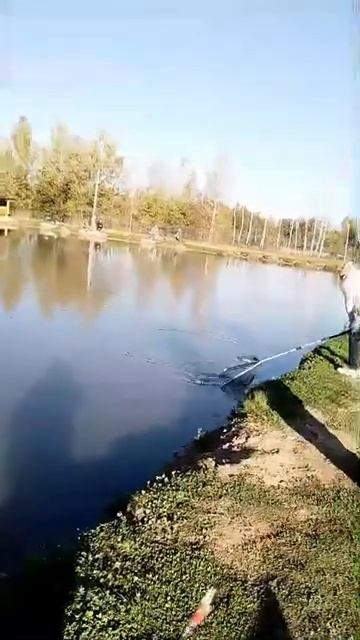 Вываживание карпа! Рыбалка в Подмосковье/ Платная рыб? смотреть онлайн