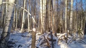 Охота на лося скрадом ( подхода). Охота была успешной. Л