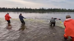 Ловля лосося на дальнем востоке ￼