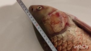🐟 Амур. 13.05.2025 🐟