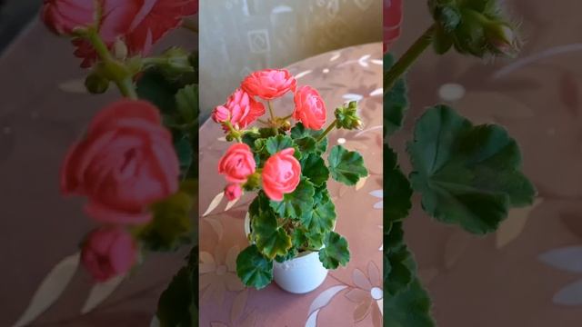 Моя большая удача Pac Viva Rosita