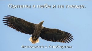 Фотоохота с Альбертом. Орланы в небе и на гнезде.