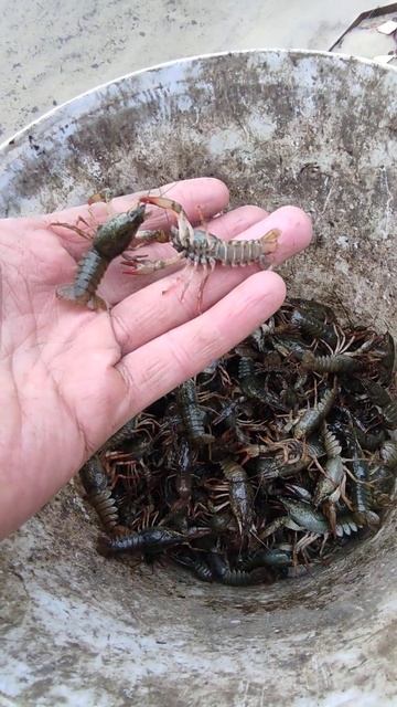 Раки 2024 года выпуска) зарыбление раков , разведение ра? смотреть онлайн