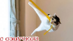 Приколы с котами! - С ОЗВУЧКОЙ! Смешные коты и собаки! Самые смешные животные! Угар!