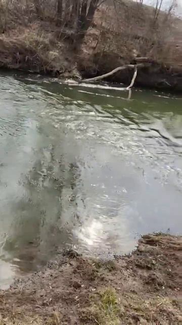 #уфа #жизнь #река#башкортостан #любэ #рекатечет#весна#202 смотреть онлайн
