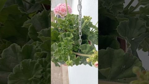 Пеларгония сорт ЕС-Персиковый Авантюрин