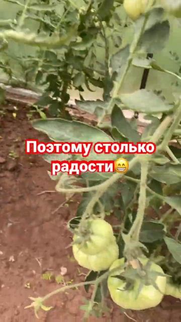 Моя первая теплица с помидорами смотреть онлайн