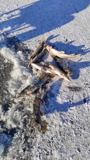 Зимняя рыбалка в ЗКО Казахстан. Повелитель щук.