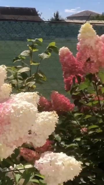 Такие гортензии должны расти в саду #шортс #hydrangea #горт? смотреть онлайн