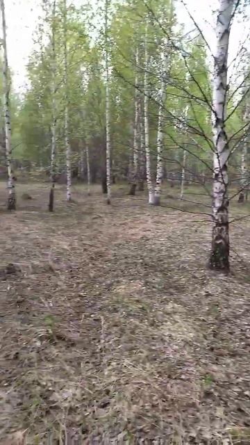 Кругом одни ШИШКИ, а вокруг НЕ ОДНОЙ ЕЛКИ! смотреть онлайн