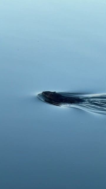 Почти БОБЁР 🦫 #рыба #рыбалка #карп #fishing #бобр смотреть онлайн