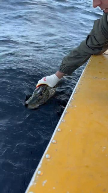 Каждый может, это Просто! #любовь #психология #мудрыес? смотреть онлайн