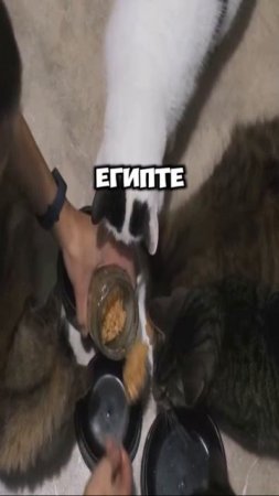 История кошки