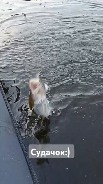 Поймали судака #рыбалка #троллинг #fishing #рыбалканадесн? смотреть онлайн