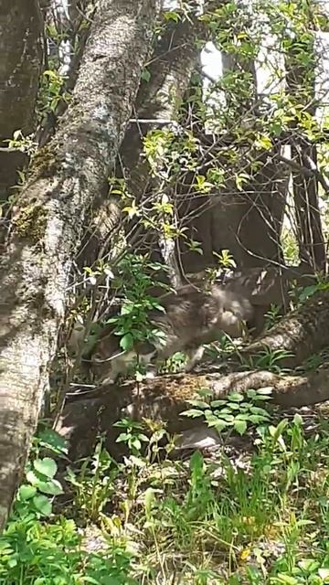 Продолжаем любоваться нашим гостем .Зашедшим к нам че? смотреть онлайн