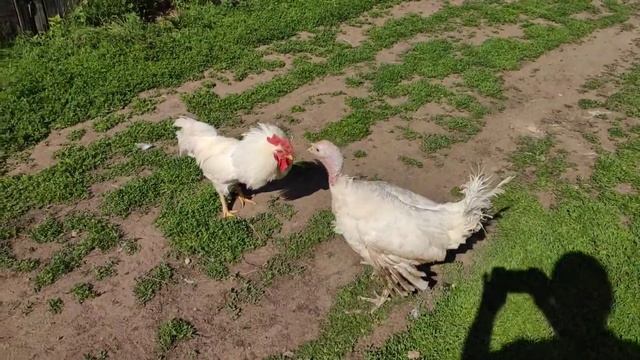 #Питушиный бой , #питух против #индюка смотреть онлайн