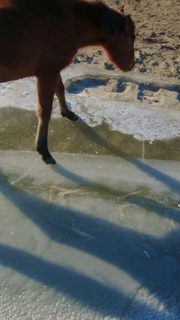 Случай на зимней рыбалке! #fishing смотреть онлайн