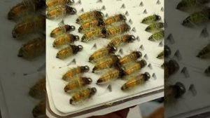 одна из самых уловистых мушек, мормышек, на хариуса, cadd