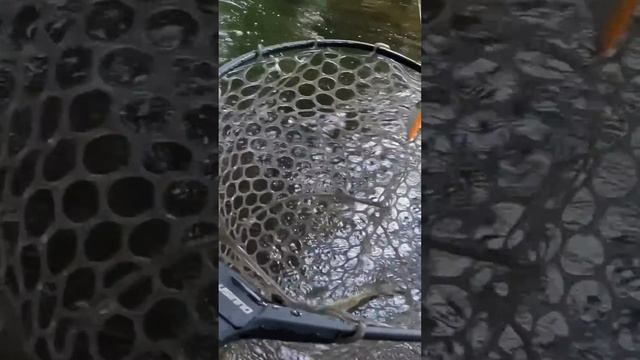 Где и как ловить Форель? #спиннинг #рыбалка #форель смотреть онлайн