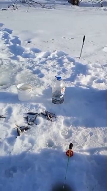 Рыбалка Муром- Озеро Урвановское 17 Марта 2024…#shorts смотреть онлайн