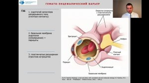 НЕРВНАЯ ТКАНЬ (ЛЕКЦИЯ ПО ГИСТОЛОГИИ)