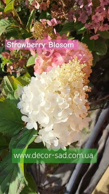 Гортензія волотиста Строберрі Блоссом / Strawberry Blosom #вол смотреть онлайн