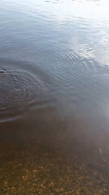 Рыбалка на лолосевых. смотреть онлайн