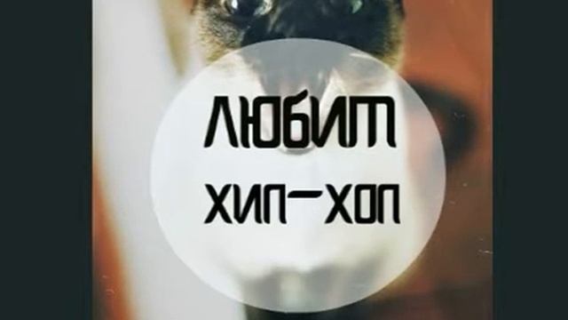 мой кат слушает хипхоп