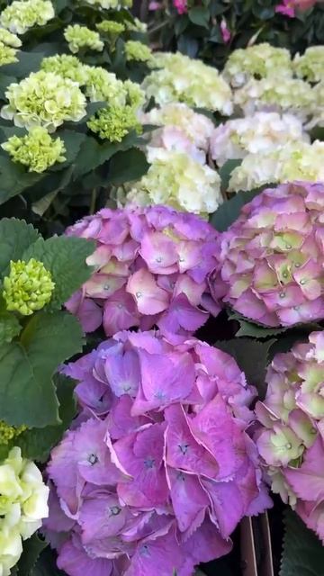 #hydrangea#macrophylla#hortensia#гортензия#garden#гортензія #shorts#アジサイ смотреть онлайн