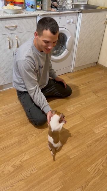 Пока Честер ест, я отвлекаю и обучаю Каспера / ч.4 смотреть онлайн