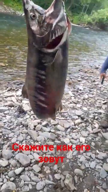 Камчатка#сплавы#походы#рыбалка#водныйтуризм смотреть онлайн