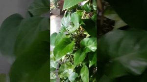 Обзор 4 и 5 этажа и бассейн в отеле Queen Ann Вьетнам город Н