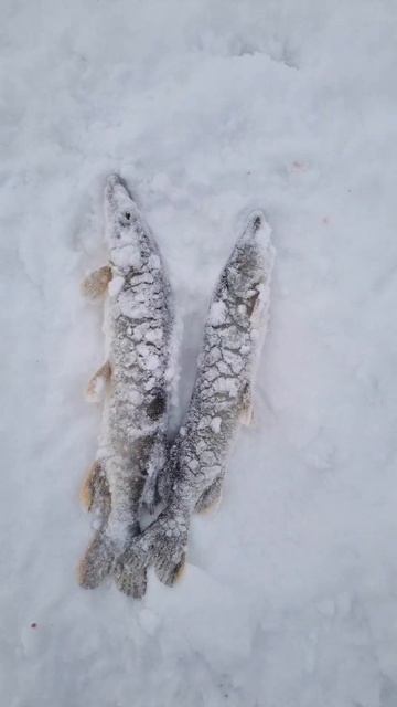 Зимняя рыбалка.Winter fishing.12.12.24. смотреть онлайн