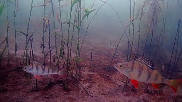 Подводная  камера FOCUS FISH снимает вот такую красоту под