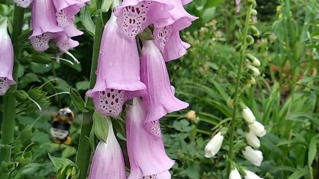 #garden #hydrangea #flower #сад #гортензия #цветы #люблюцветы #цвет? смотреть онлайн