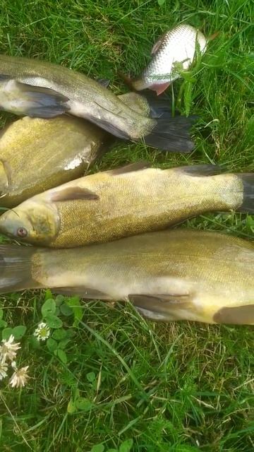 озеро Белое Беларусь смотреть онлайн