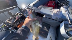 Судак с лодки на Волге!Конаково