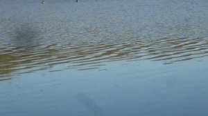 НА РЫБАЛКЕ ПРО РЫБАЛКУ И СЪЕМКУ ВИДЕО НАСАДКА И ТАК ДАЛЕЕ