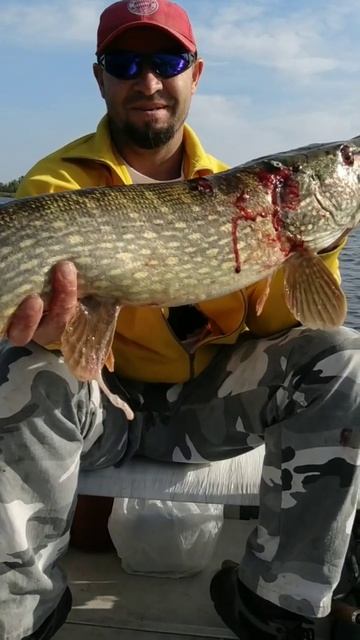 Поймал мамку #щука #трофей #рыбалка #спиннинг #хантер #с смотреть онлайн