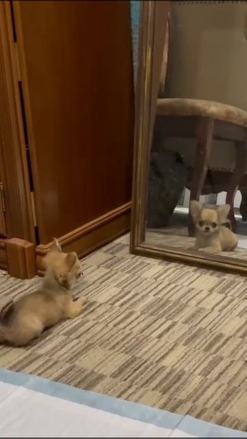 У мухи есть красивая подружка #чихуахуа #чихуахуамини смотреть онлайн