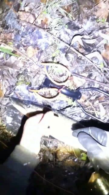 Наглядный тест новых снастей #щука #трофей #рыбалка #ох смотреть онлайн