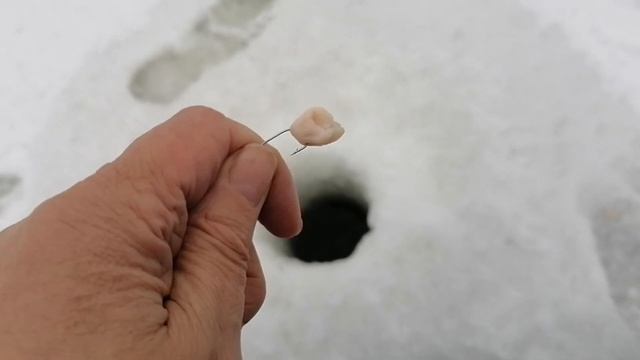Ротан. Не первый лед. Как ловить.