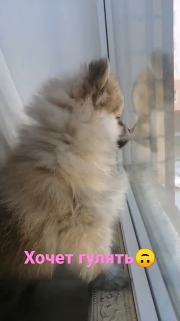померанский шпиц Саманта//хочет гулять но  нельзя 🥴👌 смотреть онлайн