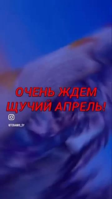 Судачий март или щучий Апрель? рыбалка в Астрахани хор