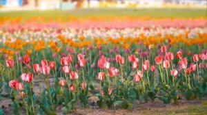 Индапамид и Арифон ретард: таблетки от давления  || еже?